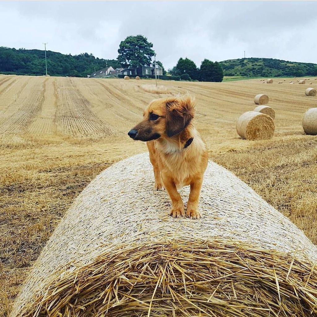 HugADachshund's tweet photo. King of the castle 🏰🐕 - @hrh_lady_olive_the_jackshund
▪▪▪
#Hugadachshund #dachshund #dachshunds #dachshundoftheday… https://t.co/Em4MgZMDL1 https://t.co/RXfDhfZEBr