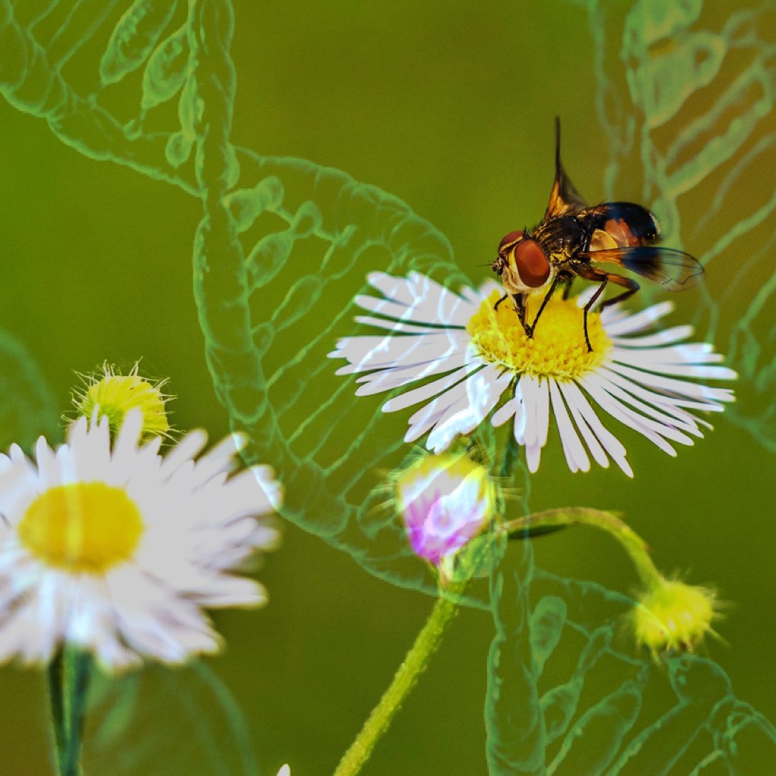 TransmitScience's tweet image. A new course in a new venue!
#TScourse An intro to #Metagenomics &amp;amp; #Metabarcoding will be held in Crete (Grece)!

transmittingscience.org/courses/geneti…
