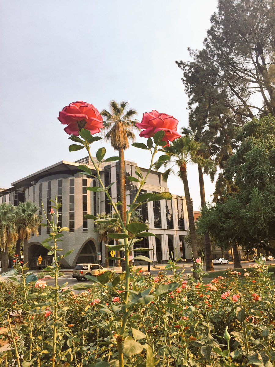 HeatherMDitmars's tweet photo. Always have to stop by the #WorldPeace #RoseGarden when I'm in #Sacramento. 🌹🌹 #DtSac #Roses #LaborDayWeekend #Saturday #California #Ttot https://t.co/skPkBJt0Mj
