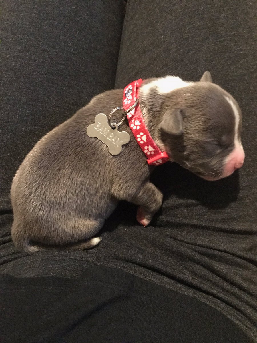GoddessTee_'s tweet photo. Bam Bam ❤️❤️❤️ https://t.co/QDCf5Voyxa