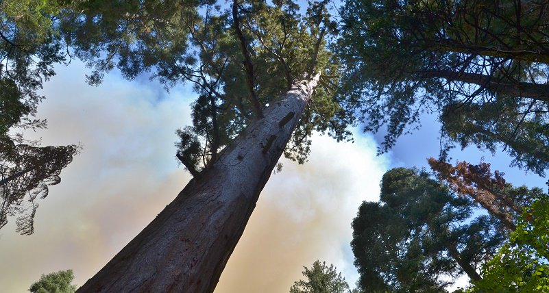 SNOnews's tweet photo. The #RailroadFire continues to push east and south, moves farther into #NelderGrove of giant sequoias. #wildfires https://t.co/rMjASWyh3G https://t.co/mFHhM06u69
