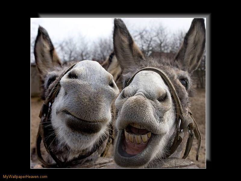 L_dot_Cook's tweet image. Angela's Asses #RuinABookTitleInOneLetter