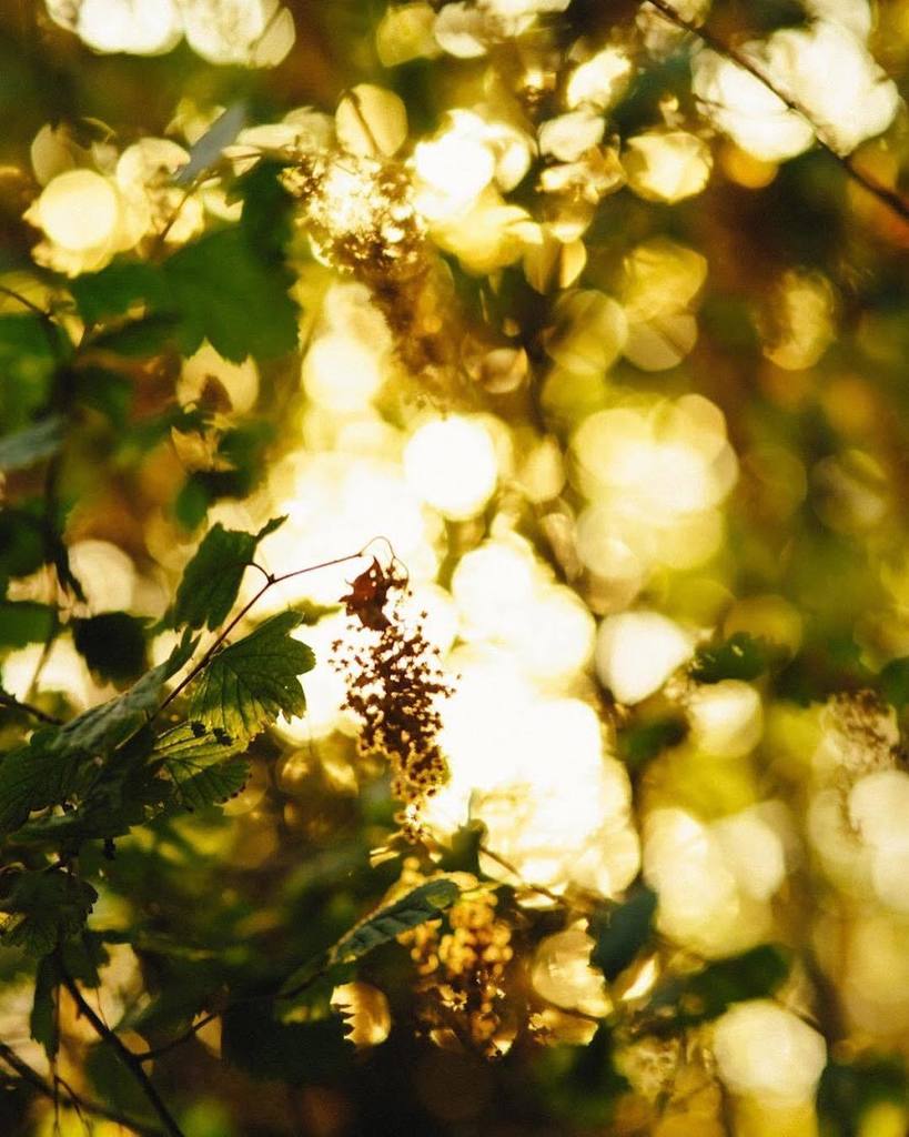 Golden hour #sunset #Vancouver ift.tt/2vBXb0F