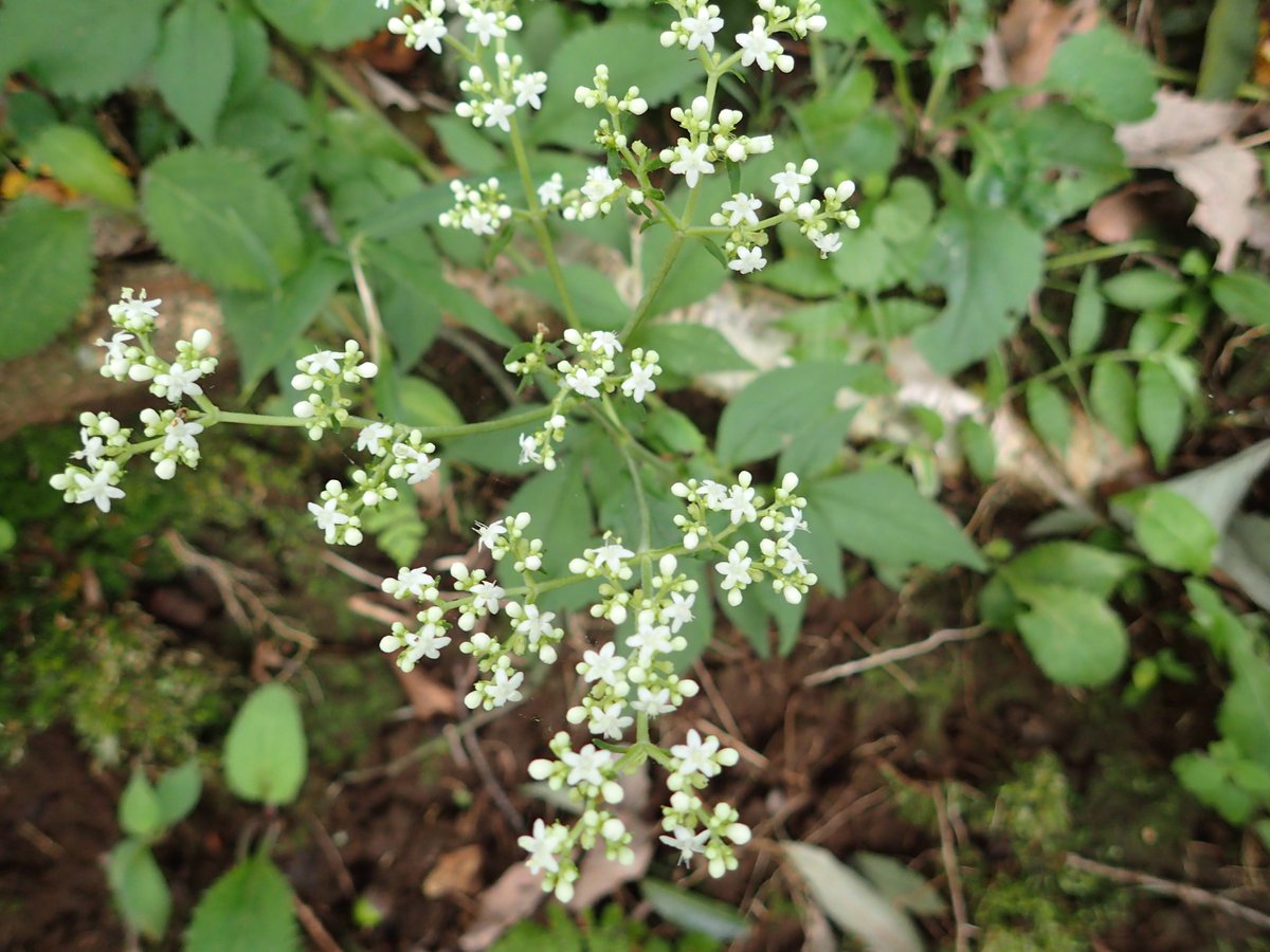 海たく บนทว ตเตอร 横須賀散歩 衣笠山公園 初秋の野草 白い花で目立ったもの３点 A センニンソウ これは今の時期どこでも 三浦半島にはボタンヅルは非常に少ない B オトコエシ C シラヤマギク １か月前の白い花は オカトラノオやタカサゴユリで