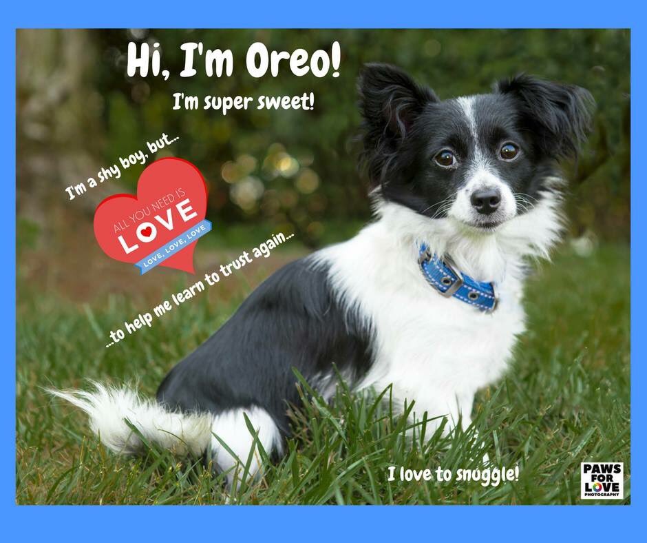 SCTailWaggers's tweet photo. Meet Oreo.  He came from a hoarding situation. Despite this, he is exceptionally sweet!  Visit https://t.co/xTbHYU0OO7 https://t.co/knn9H7M0qA