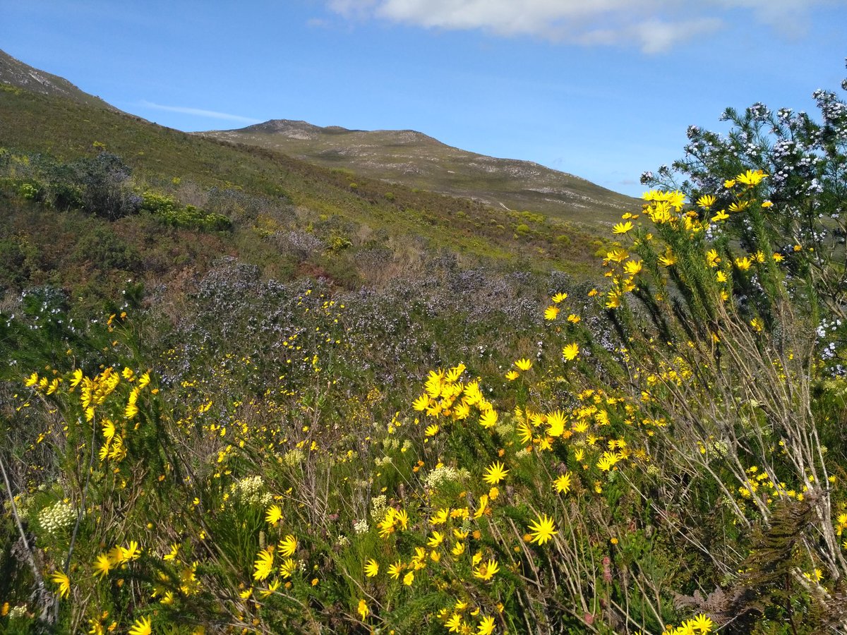 PhillipskopSA's tweet photo. Beautiful #fynbos at @flowervalleyct and tractor ride @The_RHS @BrightwaterHols #Psoralea #Euryops https://t.co/ObEDoYwsmd