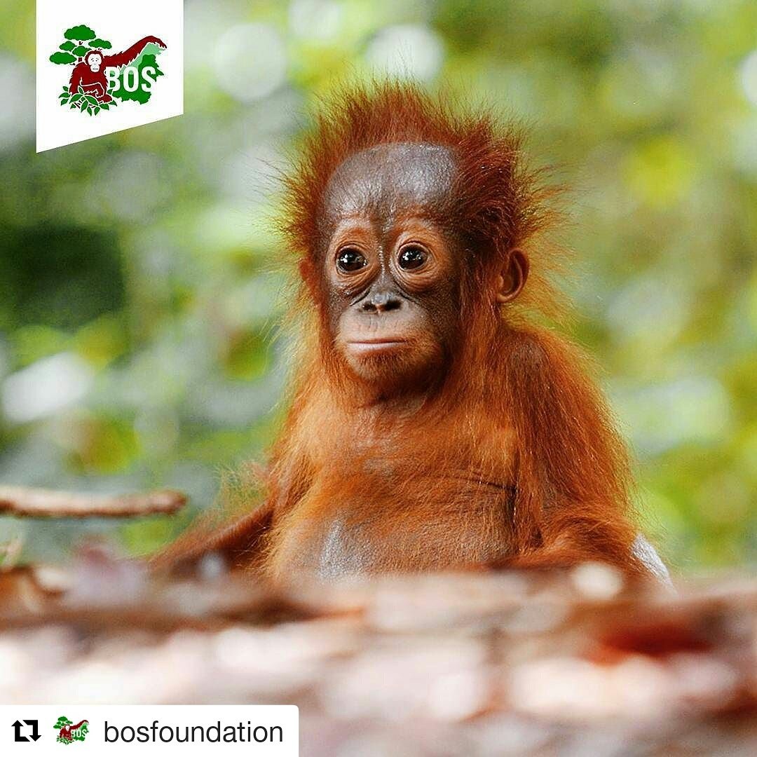 Happy International Primate Weekend- In collab with <a href="/bornean_OU/">BOS Foundation</a>, helpushelp Orangutans! #fundraising #CSR #save #orangutans #cute #primates