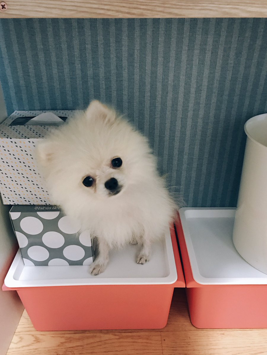 cloud170503's tweet photo. 언니 화장하는데 뭐가 그렇게 궁금해 원숭아??🐵❤️🐶 https://t.co/fzfOPKWp7X