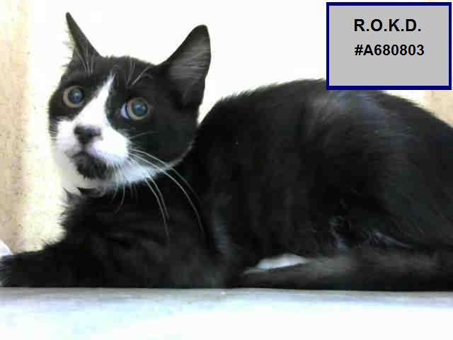 ROKitties's tweet photo. R.O. #A680803 RAZ HAS TIL SUNDAY NOON P/T TO BE RESCUED. Unk Age &amp; Gender Black &amp; White DSH.
https://t.co/R7tH4dLQdR … … https://t.co/gYN83nAgXH