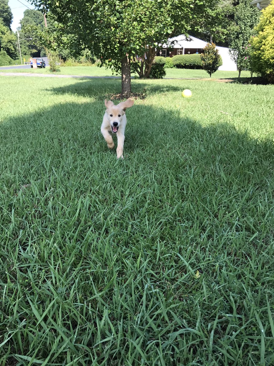 itsjess1998's tweet photo. our baby has grown so much 💖🐶 https://t.co/XpY85flPZP