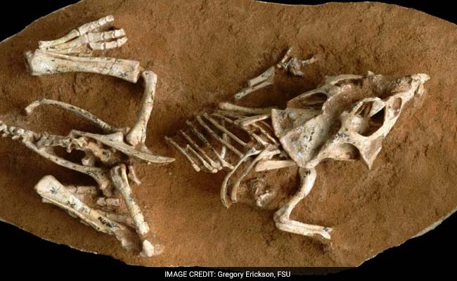 TDIISchool's tweet photo. 'New Dinosaur Species Roosted Like #ModernBirds' - https://t.co/pTaY2hYhyY
#TDIIS #School #Kundli #Dinosaur #Science #ModernBirds https://t.co/gJAnPI23Rn
