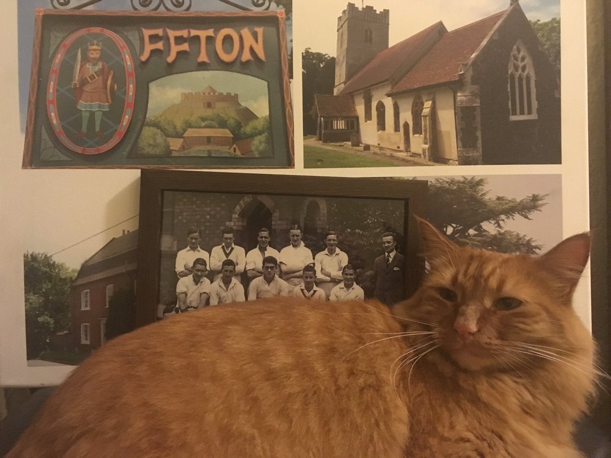 lcddillon's tweet image. #lifeofriley @CatsCradleRescu #almost4