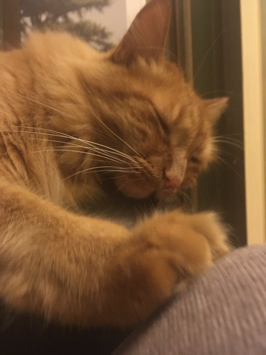 lcddillon's tweet image. #lifeofriley @CatsCradleRescu #almost4