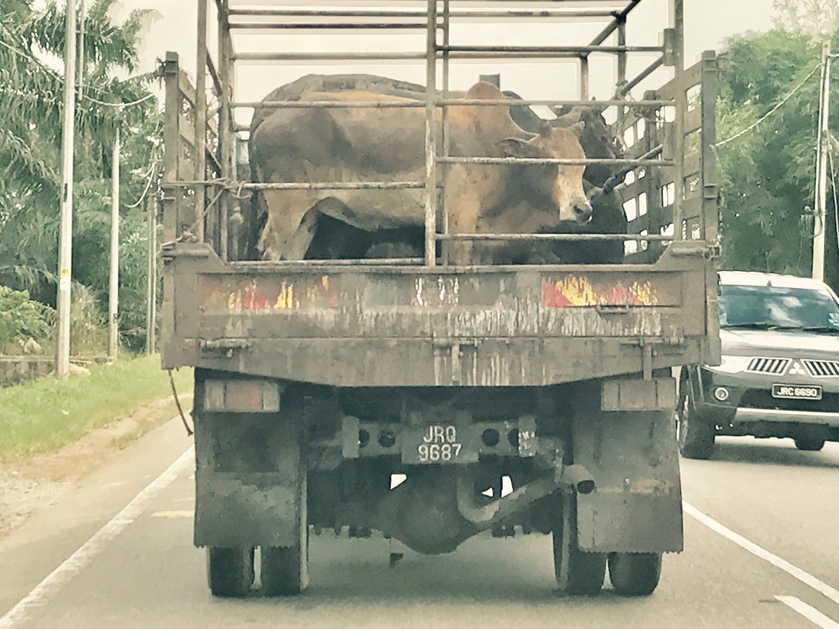 570+ Hantu Lembu HD Terbaru