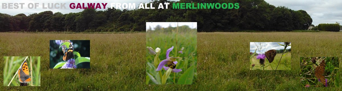 FriendsofMerlinWoods tweet media