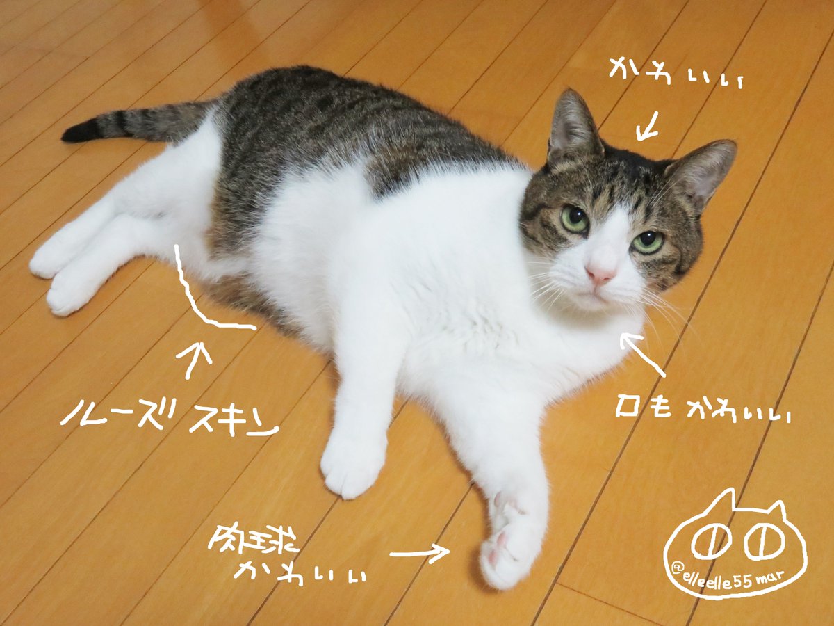 猫さんのタプタプのお腹には ルーズスキン という名前と大事な役割があるという話 ここを触るのは猫飼いの喜びだよね こんな感じだよ Togetter