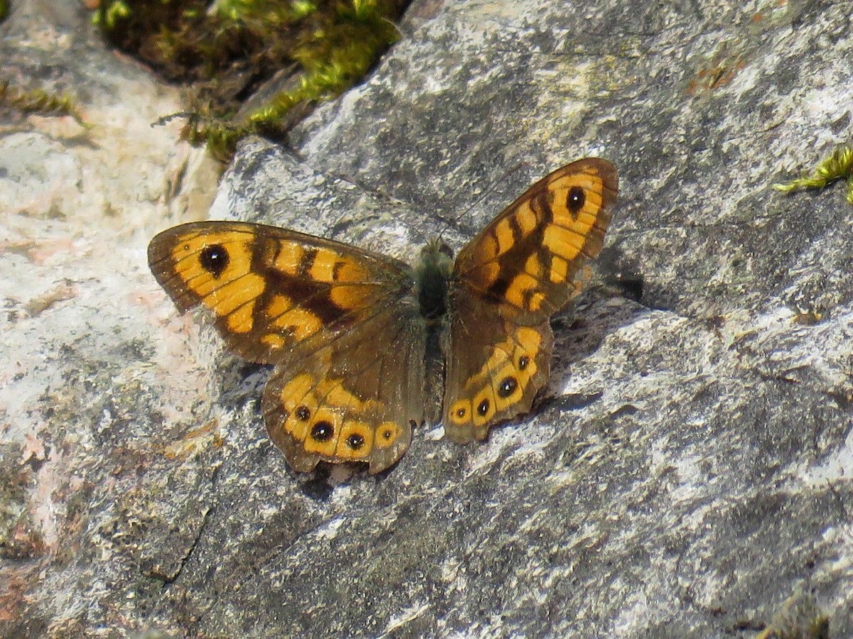 cihurst's tweet photo. Male and Female Wall Brown's showing well at Ho Grange Quarry. @ButterfliesEM @DerbysWildlife @savebutterflies @Britnatureguide @NatureUK https://t.co/KDrCgp2IXA