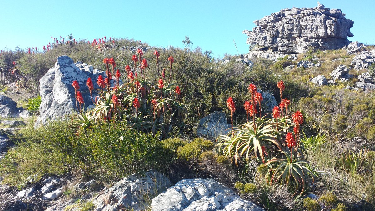 warlockracing's tweet photo. Nursery Ravine Table Mountain  this morning down Constancia Neck https://t.co/tK5BwQ3RVi