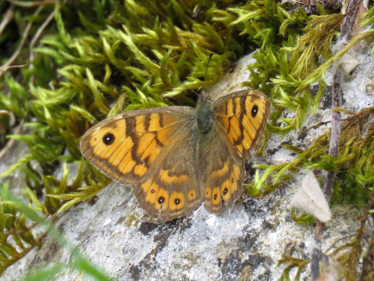 cihurst's tweet photo. Male and Female Wall Brown's showing well at Ho Grange Quarry. @ButterfliesEM @DerbysWildlife @savebutterflies @Britnatureguide @NatureUK https://t.co/KDrCgp2IXA