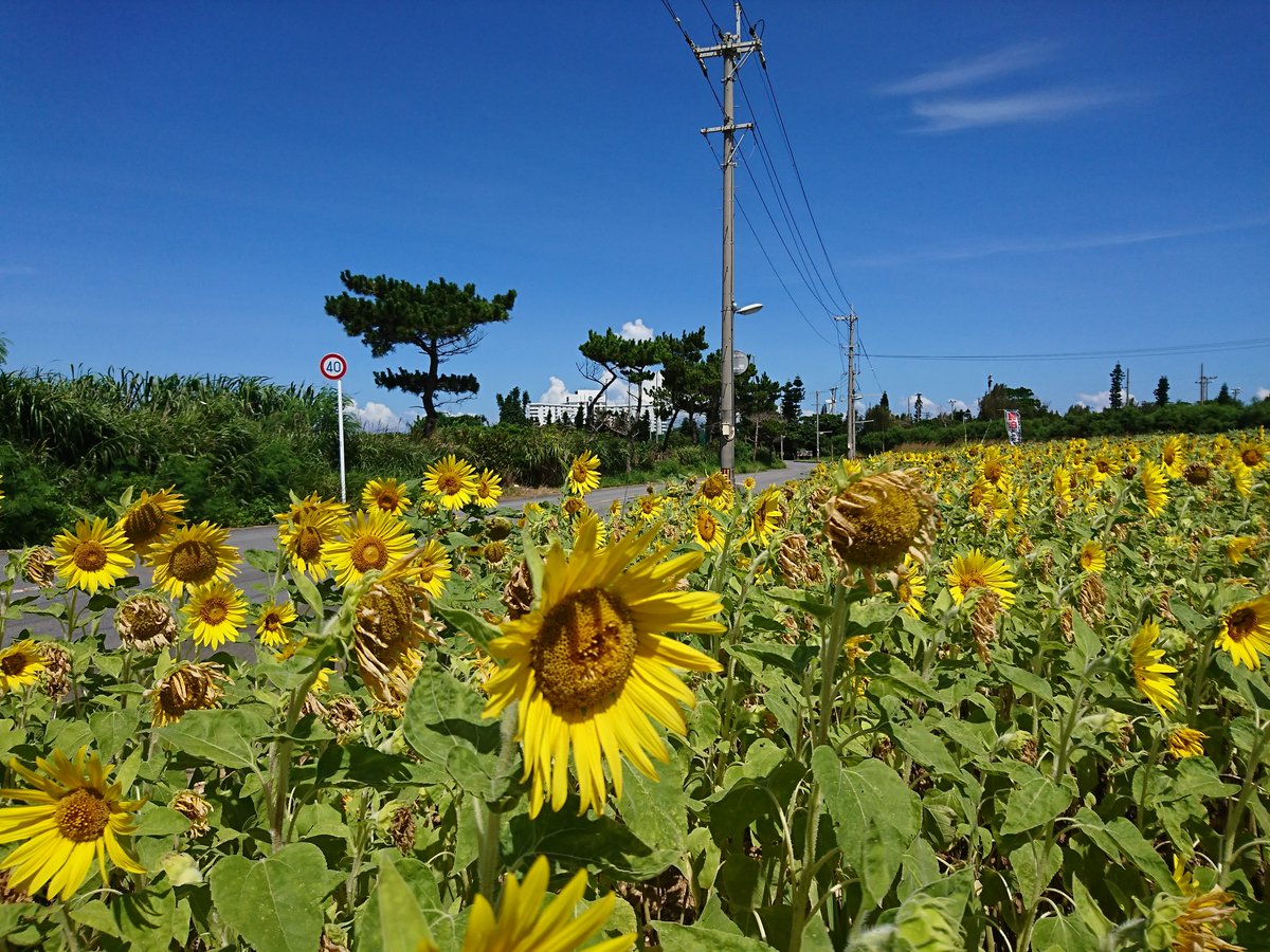 shotaro14141's tweet photo. あの夏の日
３年前の夏
あぁ恋しい人に逢いたいなー(笑) https://t.co/DNjscNixfX