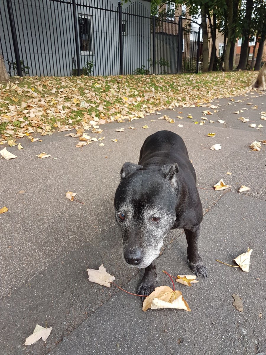 MPSLewisham's tweet photo. Does anybody recognise these two dogs? They appear to have walked together from New Cross to Lee with no owner. Neither have tags on #565PL https://t.co/XpWYqyfKG3