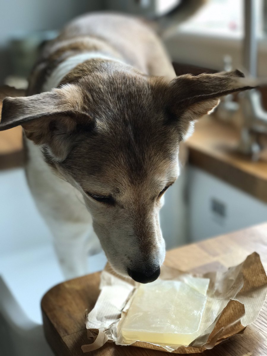 dotty4paws's tweet photo. #BathTimes are quite a pleasureable experience now I have my sweet smelling #shampoobar from @PointyFaces #DogGrooming #DogShampoo βοΈπΎπ https://t.co/h5LTkLd1pO