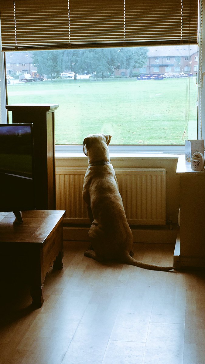 MissAnnaOShea's tweet photo. Nalas taken up her spot for the morning, already ventured out for a short stroll as we've been awake since 630 🙈#mastiffpuppy #SundayFunday https://t.co/Axf98ryIx6