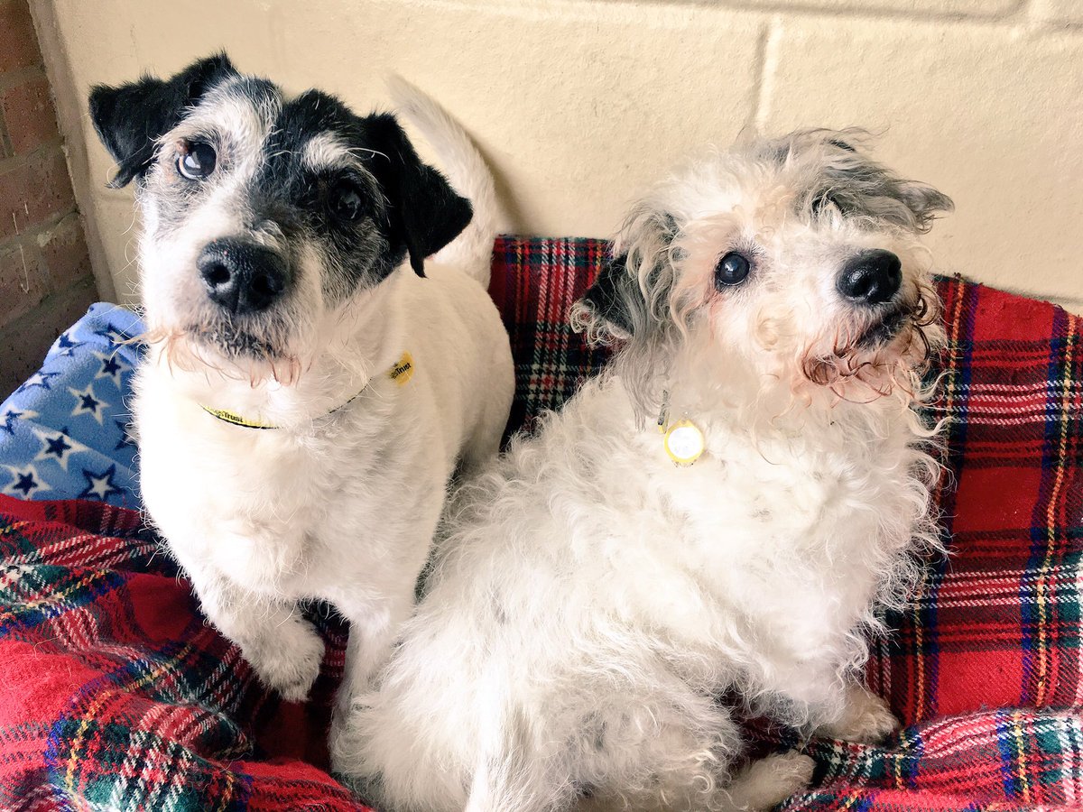 DT_WestCalder's tweet photo. Sundays are for snuggling in bed. We really hope you come to visit us. We are waiting to fall in love with you! 😍🐾🌻💕 https://t.co/P1eWSN8I9t