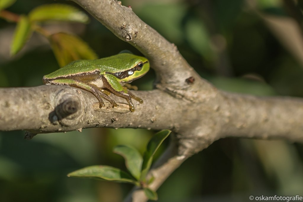#boomkikker excursie in #Meijendel #Wassenaar. #nature #macro <a href="/birdingholland/">Birdingholland.com</a> <a href="/Meijendel/">Meijendel</a> @denatuurin_nl <a href="/volgdenatuur/">volg de natuur</a>
