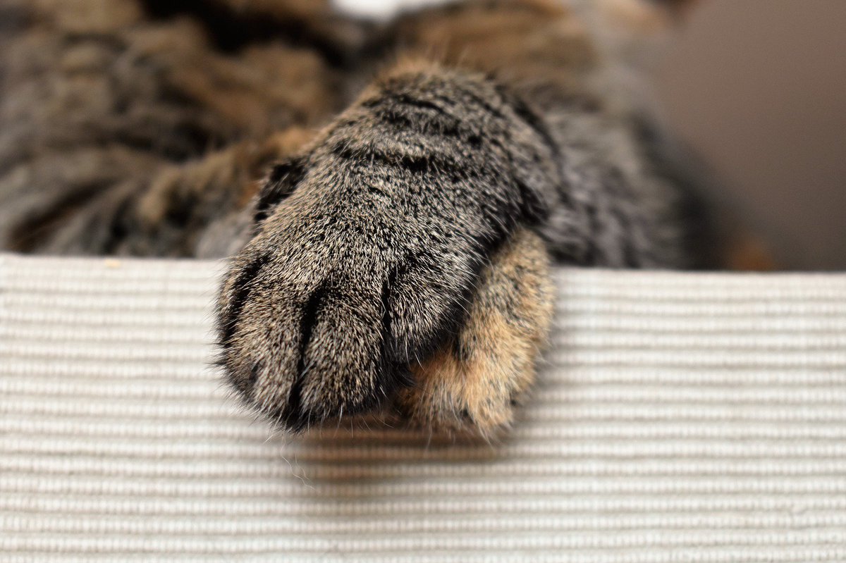 qikipedia's tweet photo. Most male cats are left-pawed, while most female cats are right-pawed. https://t.co/CtFDqXwRrE