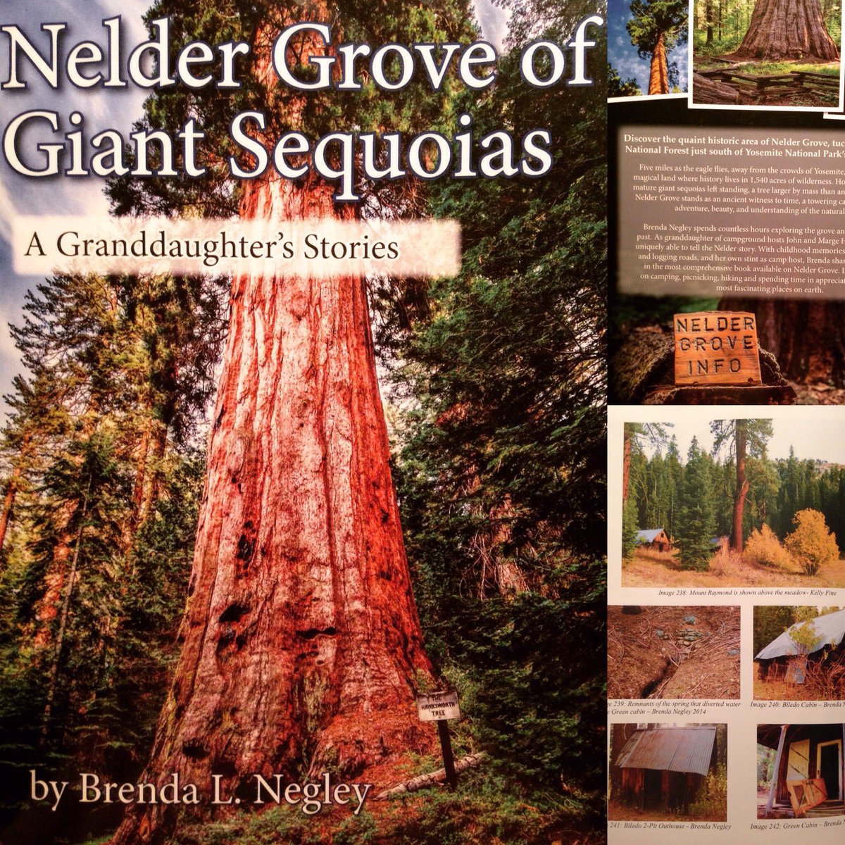 MaderaLibrary's tweet photo. Great local history book on Nelder Grove's Giant Sequoias....#RailroadFire. #MaderaCounty #NelderGrove #USFS #cawildfires https://t.co/kFtkyLqp2M