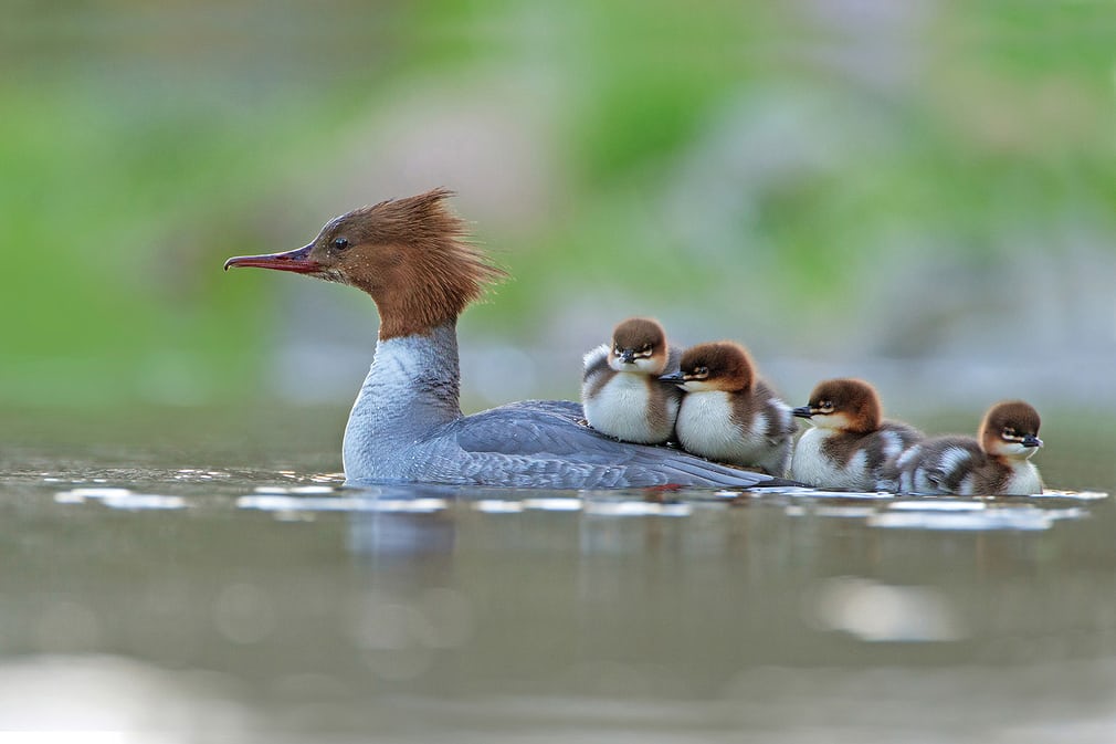 Celebrate nature with these inspiring action shots &amp;portraits. 
bit.ly/2x9FBkj 
📸Jonathan Gaunt/2017 Bird Photographer of the year
