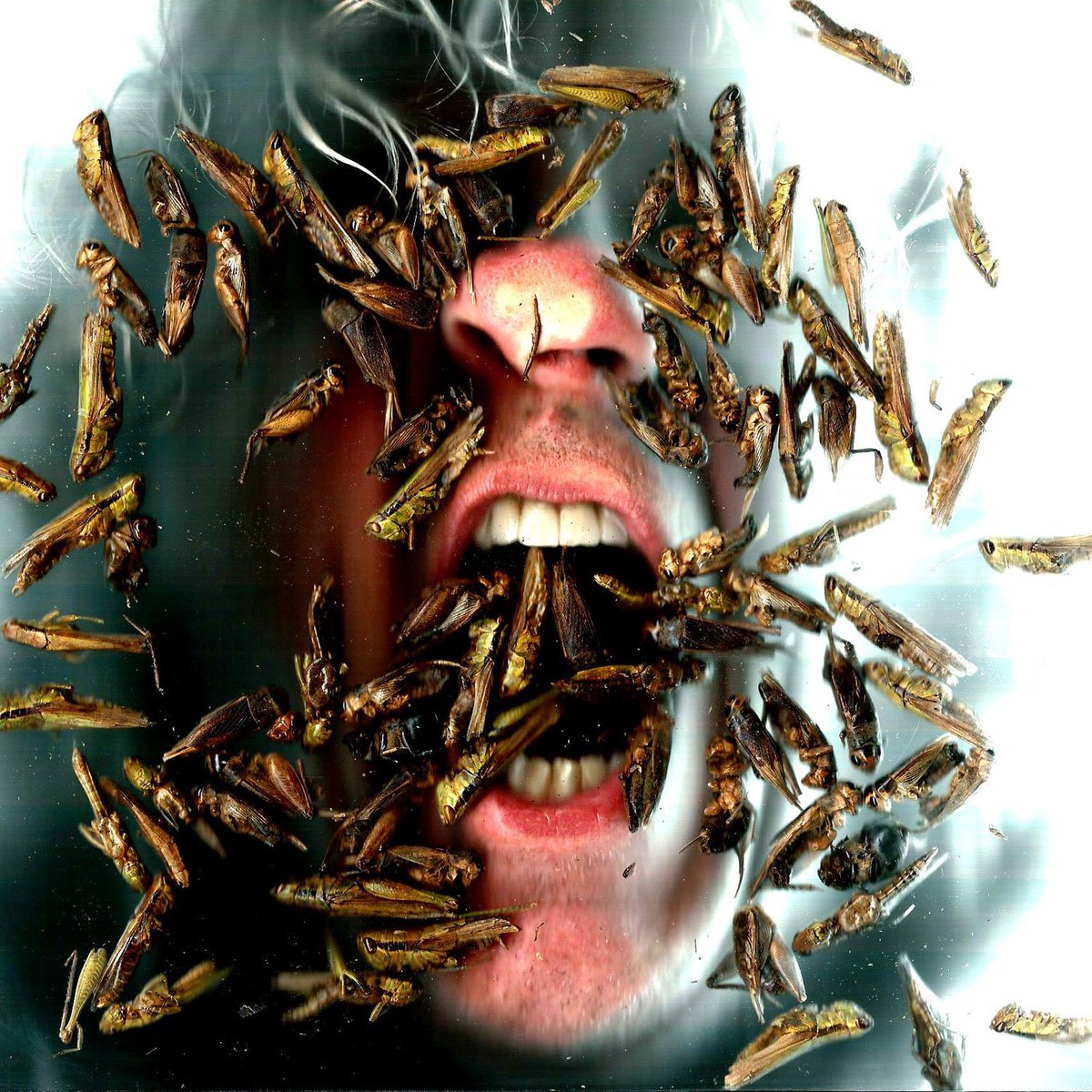 Scanfies's tweet image. 