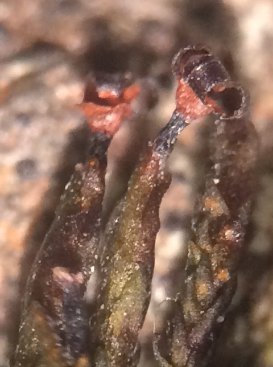 MossyGuy's tweet photo. I love the four slitted sides of #lanternmoss #andreaea_rupestris #yukonflora #xeric #yukon #canada https://t.co/sxMcI2O26B