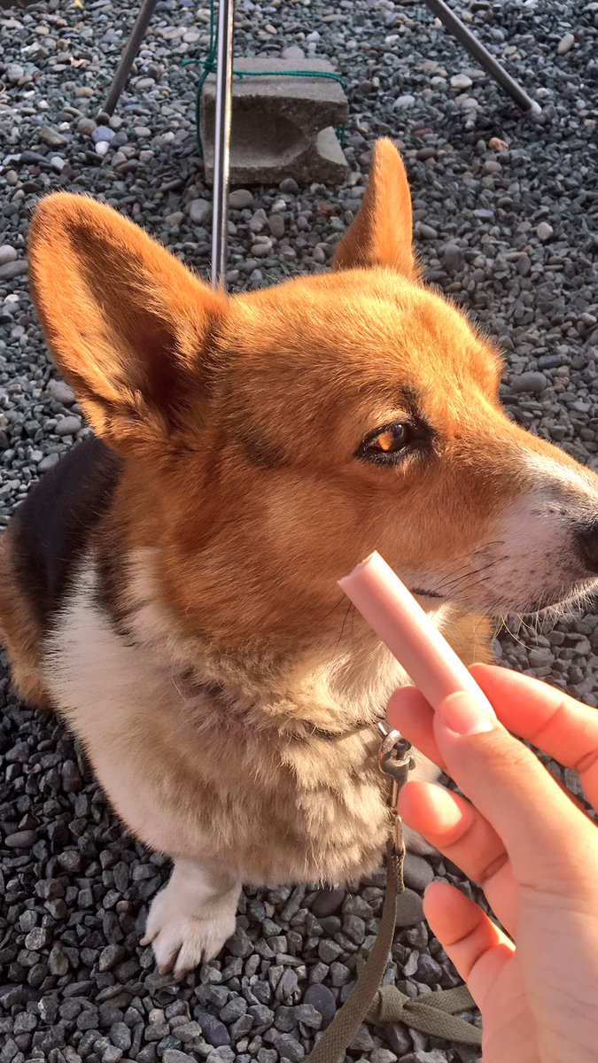 ahahyoo's tweet photo. 鰹が美味しい〜
やっぱりタタキより断然お刺身の鰹
臭みゼロ、ニンニク最高
お刺身美味しい〜
奈良でも毎日お刺身食べたい厳しい🤦‍♀️
ウツボの唐揚げ相変わらず最高
待ての指示��しっかり聞くバリー可愛い汚いね、明日洗っちゃるきね🐶 https://t.co/EzuXHGoooZ