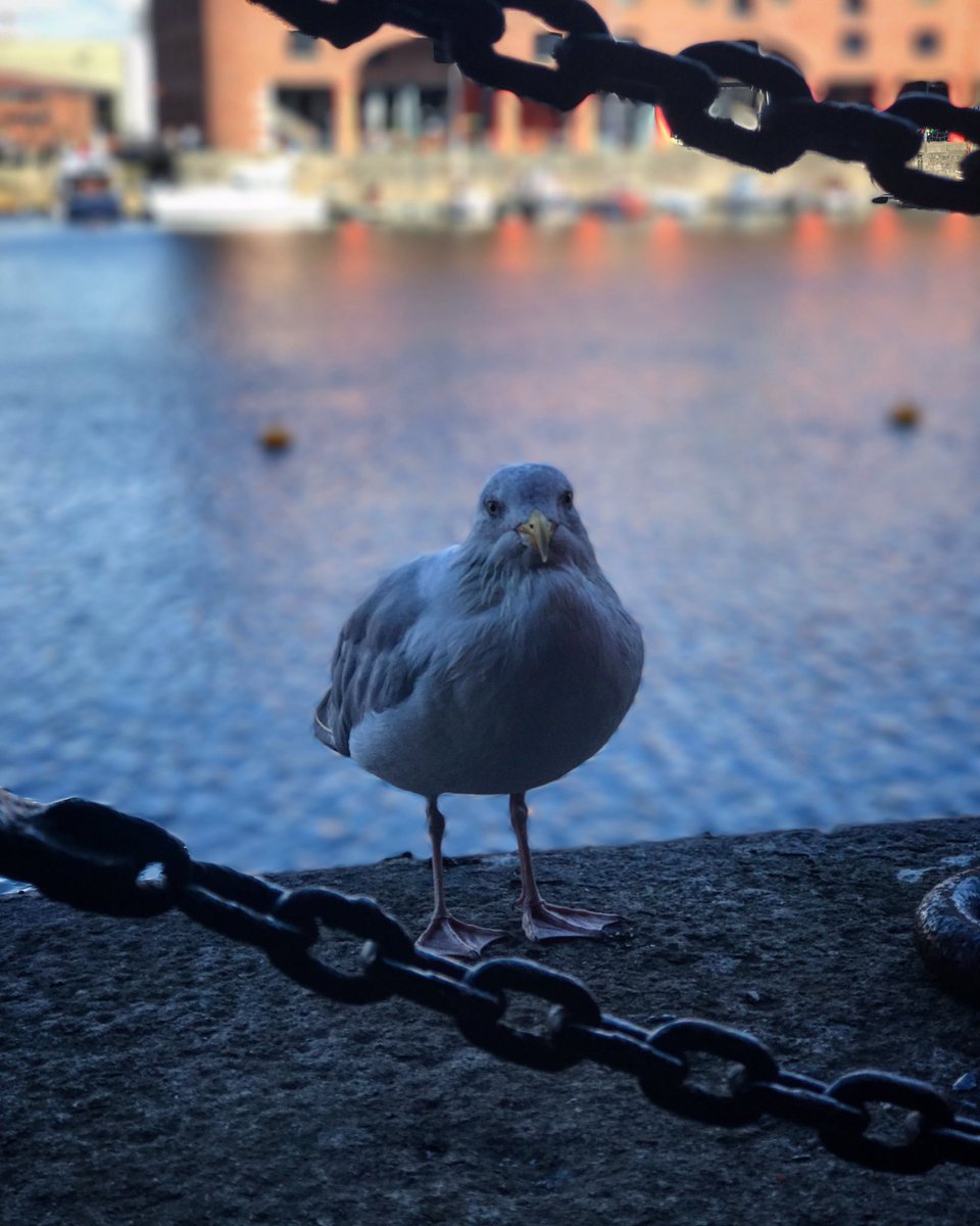 PhasePhotos's tweet photo. Seagull at the docks, Liverpool, UK https://t.co/z68j7QqGBw