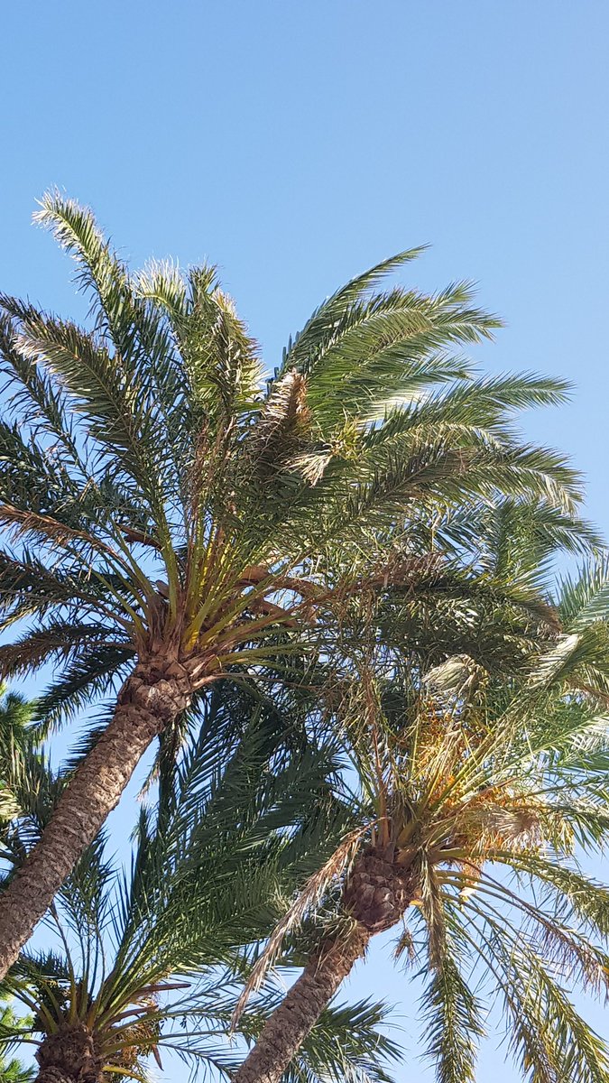 chef_alanwhite's tweet photo. #sunydays #hot #majorca https://t.co/ILcebhHgu2