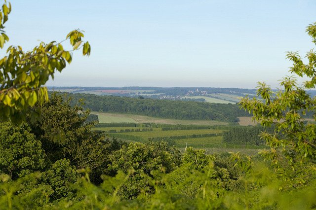 If you've been to the <a href="/HopFestival/">Hop Festival</a> in #Faversham see the hops themselves in the fields in our #WalkOfTheWeek bit.ly/2gosdlY