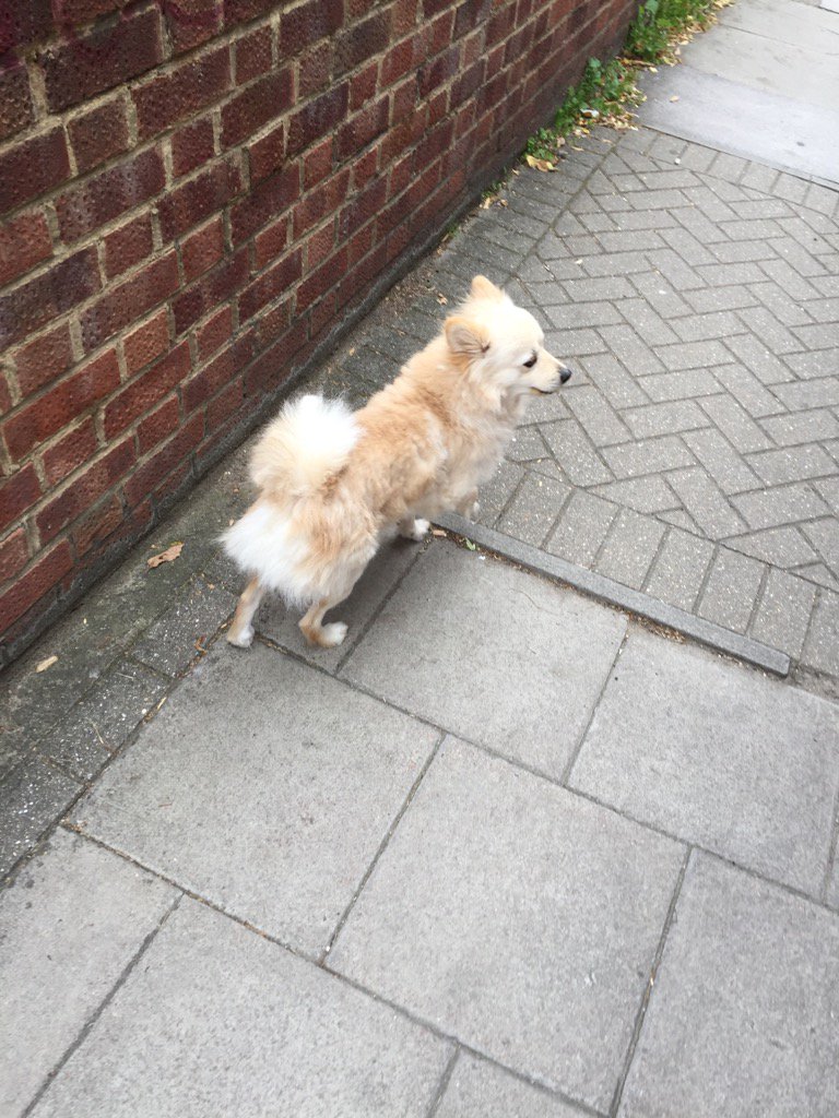 Dog making a bid for freedom on shardeloes Road...anyone's?