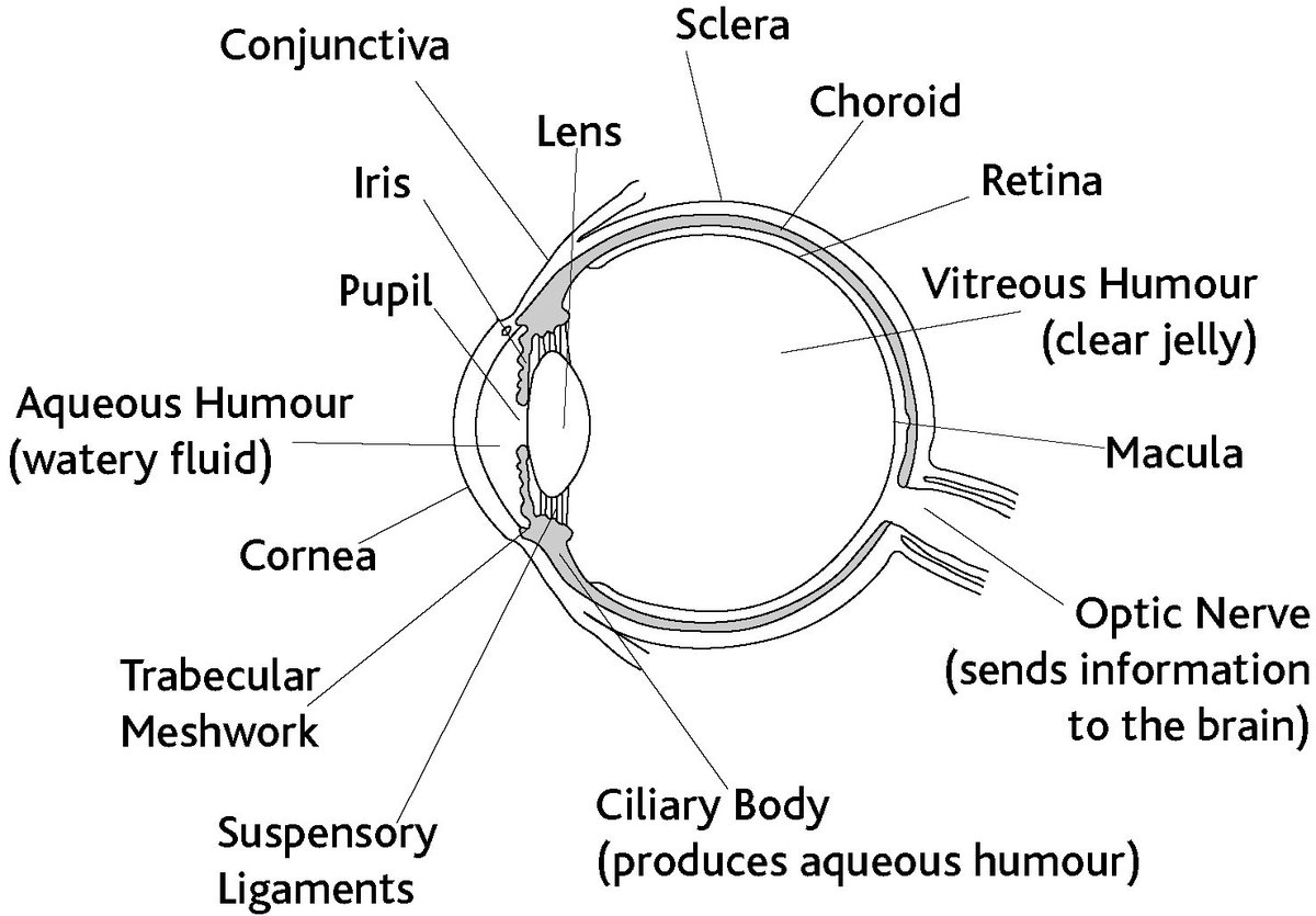 Sight lost to #glaucoma can not be recovered. Book an eye test. glaucoma-association.com/about-glaucoma…