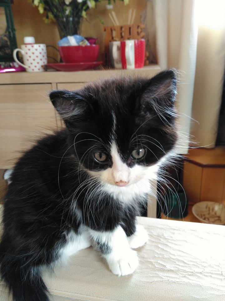 this is pugwash new team member lets see how many likes he gets