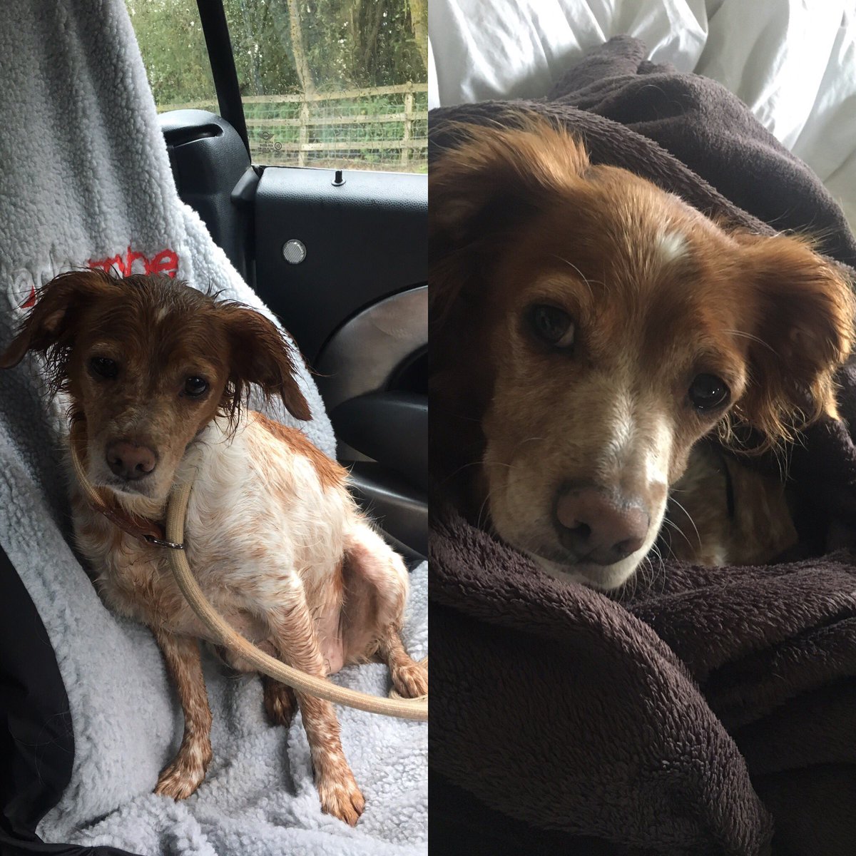4Doyley's tweet photo. Walked, bathed, dried & wrapped
#likeawintersday ☔️ https://t.co/xFzAvVuamw