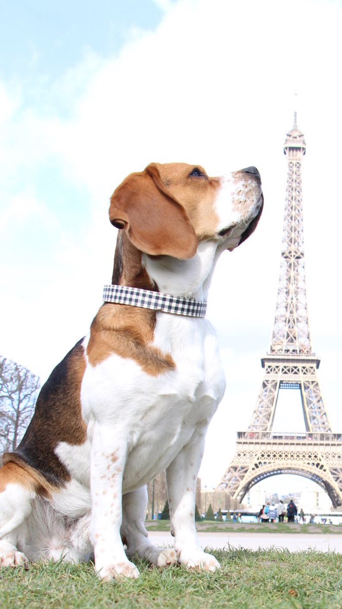 <a href="/LeCab/">LeCab</a> bonjour, trouvez-vous normal de ne pas autoriser les chiens dans vos voitures? Et je ne parle pas des micro chiens de 2kg. Merci!