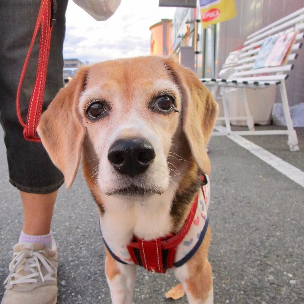 beagle_peach's tweet photo. 休憩中 #ピーチ #ビーグル #ビーグル犬 #peach #beagle #beagles #dog #dogs #beaglesofinstagram #beaglestagram #beaglelife #beagleman… https://t.co/YSrmjkQOUc https://t.co/1I5I4rBTAT