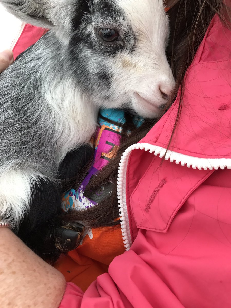 altypeacefest's tweet photo. Goat yoga has made this one so relaxed - he only wants cuddles! 

#Altrincham #HaleBarns #Hale https://t.co/ur7i6RDzKp