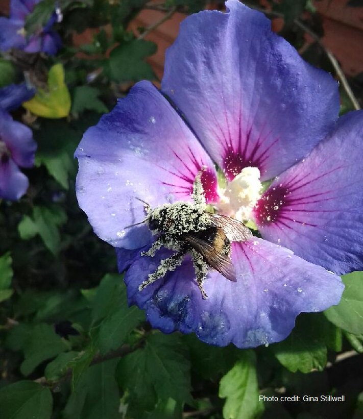 BumblebeeTrust's tweet image. Research shows as #bumblebees fly, they accumulate a positive electrical charge &amp;amp; pollen tends to be negatively charged so sticks to #bees!