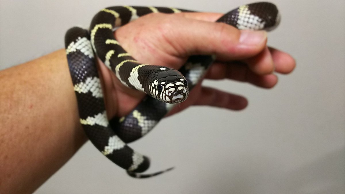 カトちゃん家 ち カトちゃんペッ 男はつらいよ 漢は Pe Twitter カリキン プラチナhet 雄 14国内cb 飼い込み アダルト繁殖可能size 15 000 カリフォルニアキングスネーク カリキン カトちゃん家 ち カトちゃんペッ 男はつらいよ 漢は Pe Twitter カリキン プラチナhet 雄 14国内cb 飼い込み アダルト繁殖可能size 15 000 カリフォルニアキングスネーク カリキン
