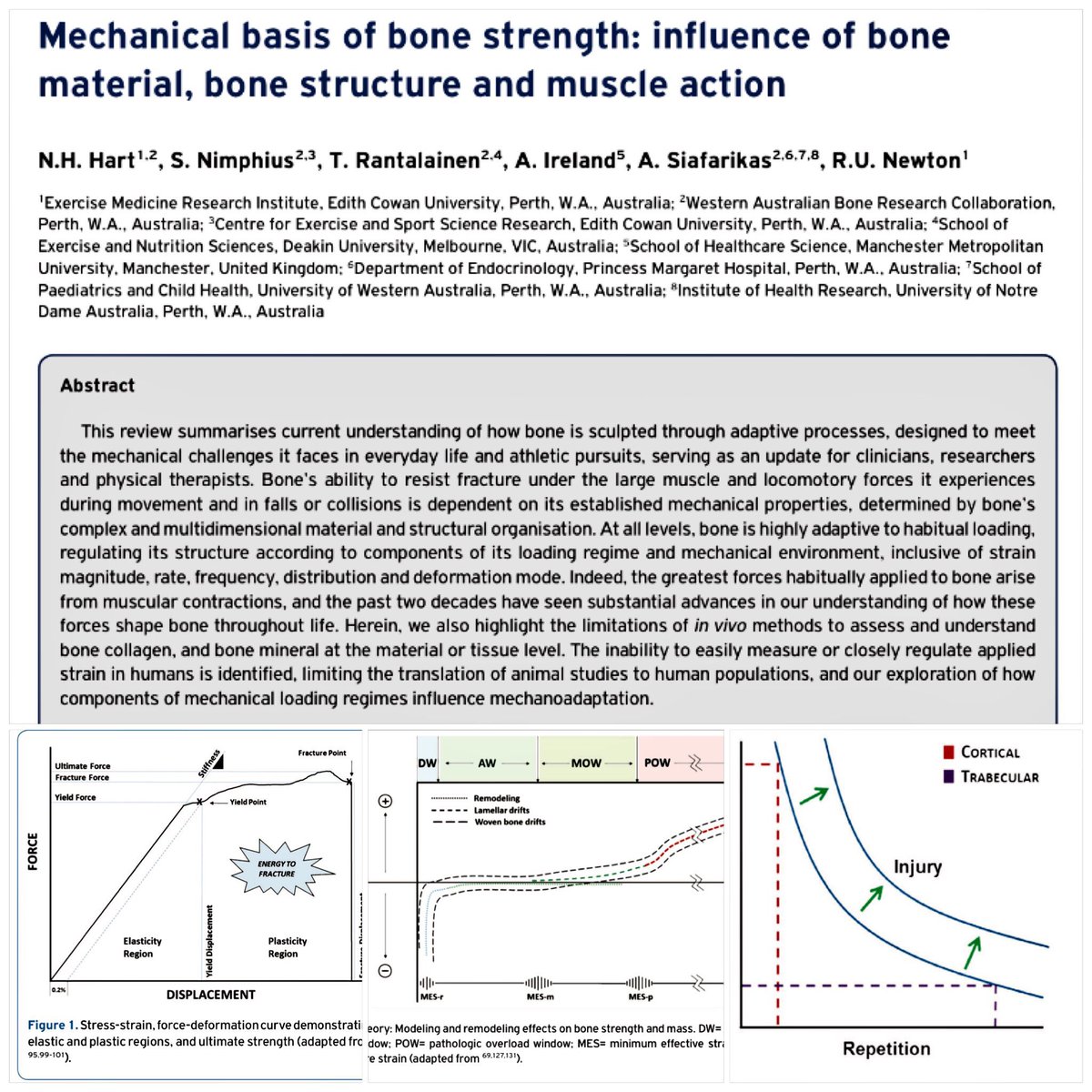 Nicolas Hart (@drnicolashart) on Twitter photo Vol 17, Issue 3 of <a href="/TheJMNI/">JMNI</a> now online: ismni.org/jmni/ - including my #Bone review paper with <a href="/ProfRobNewton/">Rob Newton</a>, <a href="/DocSoph/">Sophia Nimphius</a>, <a href="/ADIreland/">Alex Ireland</a> Vol 17, Issue 3 of <a href="/TheJMNI/">JMNI</a> now online: ismni.org/jmni/ - including my #Bone review paper with <a href="/ProfRobNewton/">Rob Newton</a>, <a href="/DocSoph/">Sophia Nimphius</a>, <a href="/ADIreland/">Alex Ireland</a>