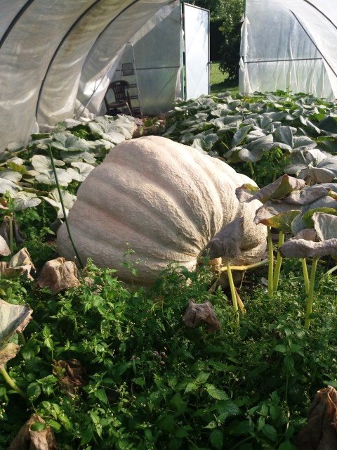 giantsquash's tweet photo. Plants good as done the weeds R surviving have a rock &amp; a balloon 1 will go heavy &amp; 1 bigger which to pick? #WhatWouldPumpkinJerkDo? #WWPJD? https://t.co/fC69hDwNU6