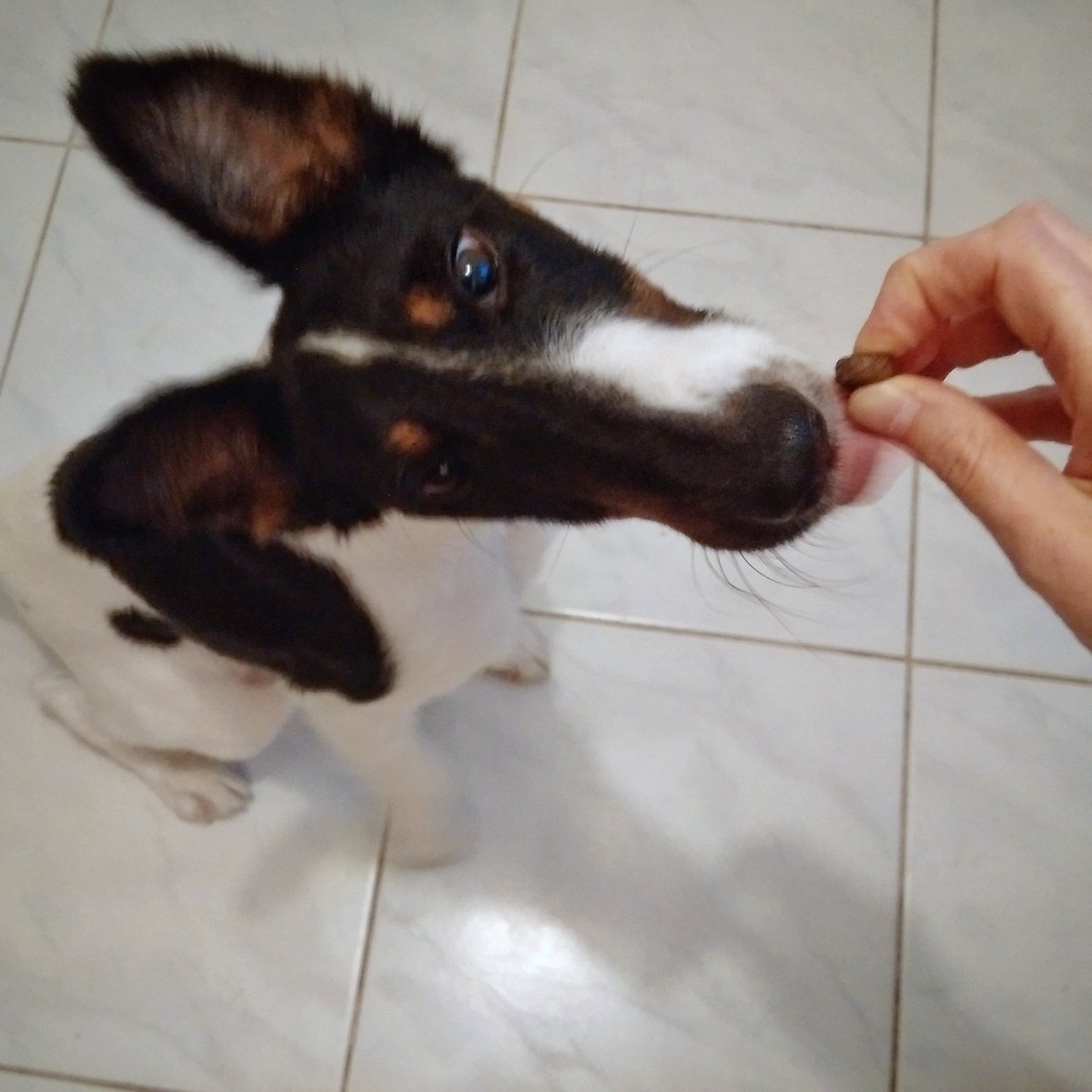 pavelvrzala's tweet photo. 170901 - meet Fox - kitchen training
#Fox #foxterrier #dog #kitchentraining #floor #tiles #dogfood https://t.co/DFpvL8nnkZ